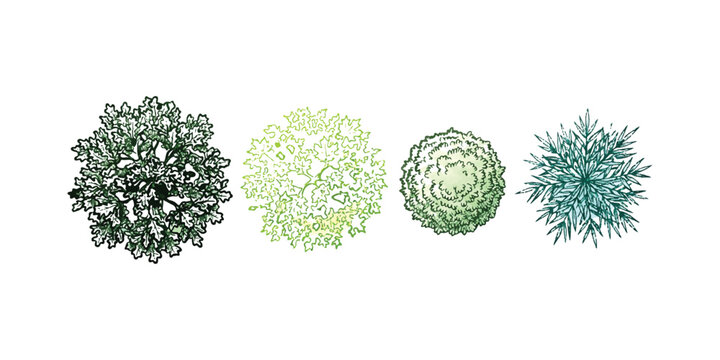 Set of four different tree top view illustrations for landscape architecture and garden design
