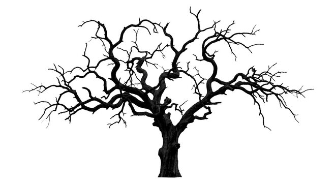Creepy bare old tree silhouette against black background