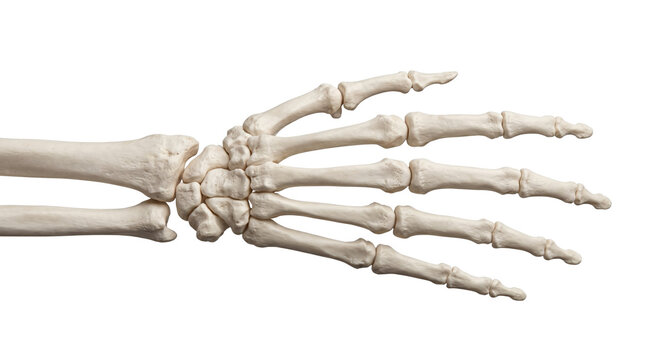 Human skeleton hand anatomically correct dorsal view