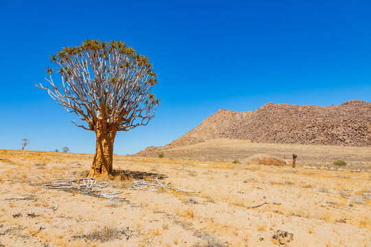 Quiver Tree in the Richtersveld National Park, South Africa