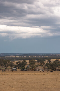 Rural Australian farm with cattle grazing under dramatic stormy clouds