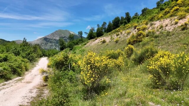 Sentiero sterrato che attraversa un pendio erboso con arbusti verdi e fioriture gialle, diretto verso una montagna