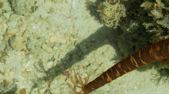 Tentacled Marine Worm Searching for Food on Tropical Reef Flat