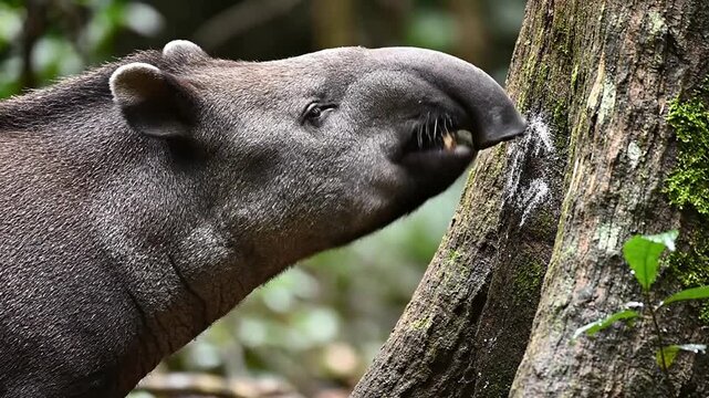 Close-Up Of A Tapir Sniffing A Tree Trunk Marked By Other Wildlife Scent In A Lush Forest Environment