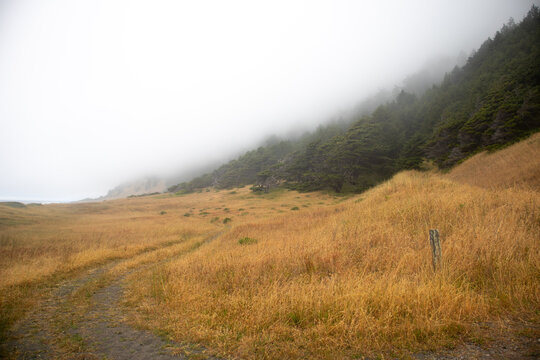 View of a dirt path winding through golden dry grass toward a forested hillside shrouded in thick fog at the Lost Coast, Humboldt County, California, United States.