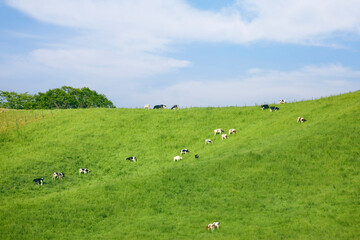 Obraz premium 夏の北海道の広大な丘に広がる牛の放牧風景と青空 Dairy cows grazing on vast green hills under a blue sky in Hokkaido, Japan