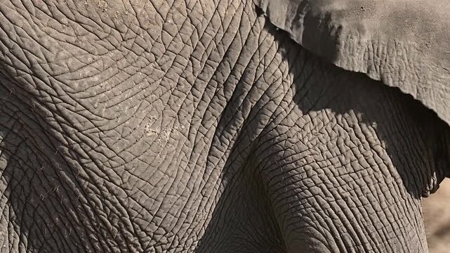 Close-Up of Elephant Skin Texture Showcasing Intricate Patterns as the Animal Breathes in Its Natural Habitat