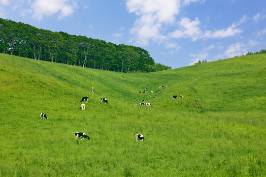 夏の北海道の広大な丘に広がる牛の放牧風景と青空　Dairy cows grazing on vast green hills under a blue sky in Hokkaido, Japan
