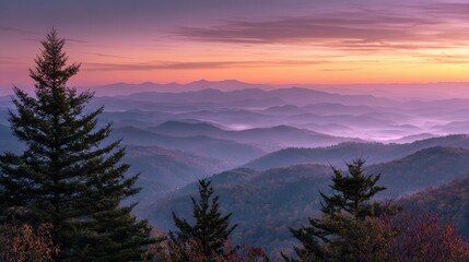 Naklejka premium Silhouetted Pines at Sunset in Georgia's Blue Ridge Mountains