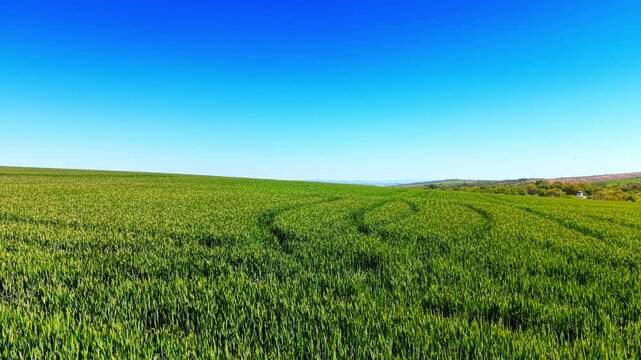 Wide angle view of vibrant green wheat field under sky. Landscape orientation of bright green agricultural field with clear blue sky horizon line.