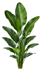 Fototapeta premium Lush Bird of Paradise Tropical Plant Isolated on White Background, Decorative Indoor Houseplant with Green Leaves