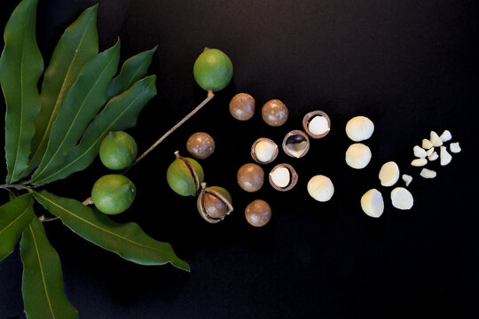 Macadamia nut evolution. From growing nuts on a tree, nut in husk, nut in shell and to processing into kernels