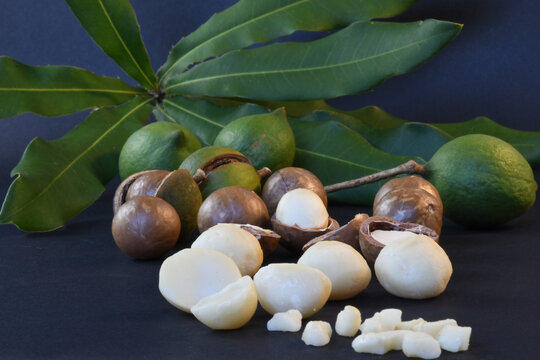 Macadamia nut evolution. From growing nuts on a tree, nut in husk, nut in shell and to processing into kernels