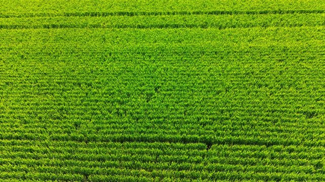 Top down aerial view of green agricultural crop field rows. Direct overhead view of a lush green agricultural field showing texture of cultivated plant rows.