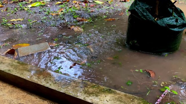 Raindrops falling into a muddy puddle
Features murky brown water ripples, splashing droplets, and wet mud texture during a rainstorm.