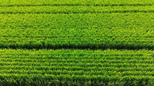 Top down texture background of neat green agricultural crop rows. Pure top-down abstract background pattern of growing green plants in parallel farm rows.