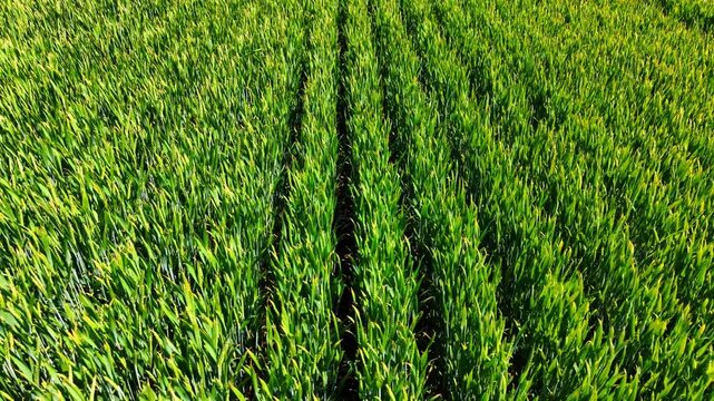 Close up top down view of green wheat field rows. Detailed overhead perspective of thick green cereal or wheat plants growing tightly in straight farm rows.