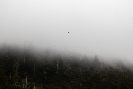 View of a bird soaring above a dense evergreen forest shrouded in thick white fog and mist at the Lost Coast Humboldt County, California, United States.
