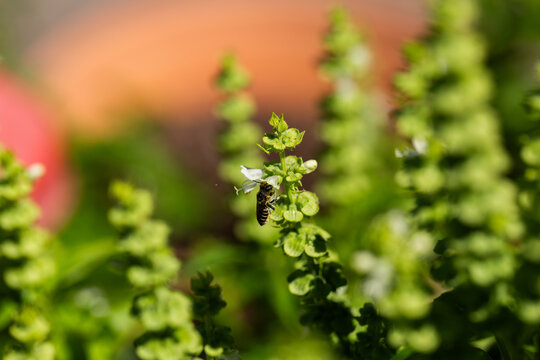 Native been on basil flower in green vegetable garden