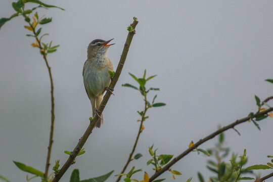 sedge warbler perch on the branches 