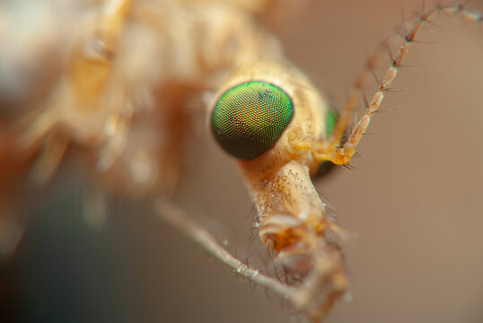 Close view of a mosquito showing its eyes and mouthparts in detail