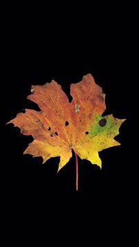 Time lapse of drying Maple leaf with ALPHA channel isolated on white background, vertical orientation