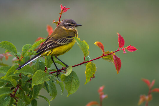A yellow wagtail perched on a thin branch with vibrant green and red leaves, featuring a soft, blurred green background