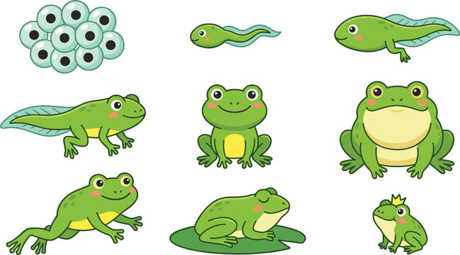 Frog Life Cycle and Amphibian Growth Stage Vector Set with Cute Cartoon Tadpole, Eggs, and Adult Frogs for Educational Kids Designs