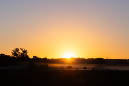 Australian sunrise scene as first rays of light peek over treetops onto misty farmland