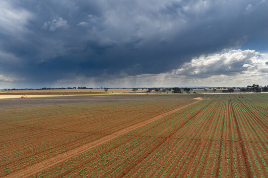 Aerial view of rows of green plants in rich red soil under rain falling from dark storm clouds