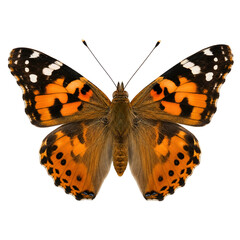 Fototapeta premium Beautiful Painted Lady Butterfly Isolated on White Background, Detailed Colorful Insect Macro Photography