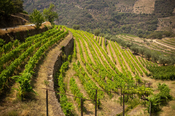 Naklejka premium Terraced vineyards on hillsides of the Douro Valley, Portugal