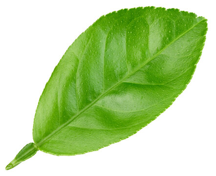 Lemon leaf isolated on white background