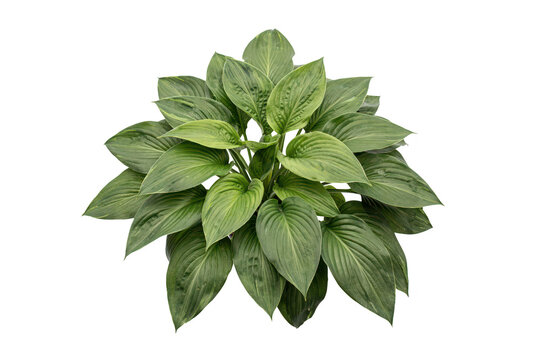 A vibrant hosta plant with lush green leaves arranged in a dense, symmetrical rosette pattern, isolated on a white background, for garden