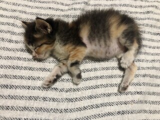 A tiny, fluffy calico kitten is sleeping peacefully on a striped blanket. © Citra