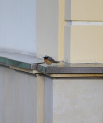 Mały ptak pleszka (Phoenicurus phoenicurus) z rdzawym brzuszkiem na metalowym parapecie domu. © Joanna