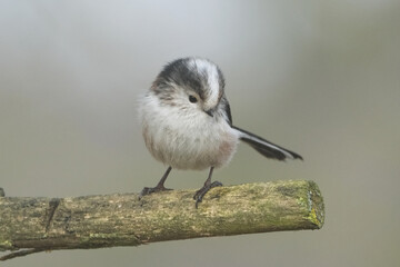 Long-tailed tit (Aegithalos caudatus) perched on a mossy wooden branch against a soft blurred background © Badr