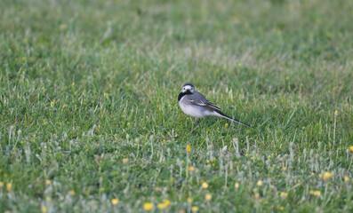 Pliszka siwa (Motacilla alba) na zielonej łące z żółtymi kwiatami. Mały ptak śpiewający patrzący w stronę aparatu, naturalne środowisko. © Joanna