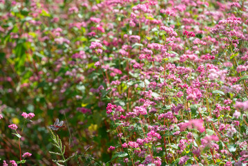 Fototapeta premium Red dragonfly resting on a plant in a field of pink flowers