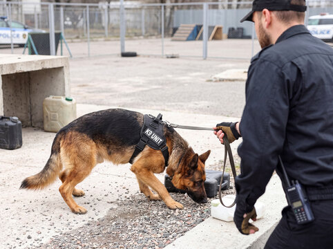 Police K9 unit German Shepherd detection dog actively sniffing for contraband with its handler.