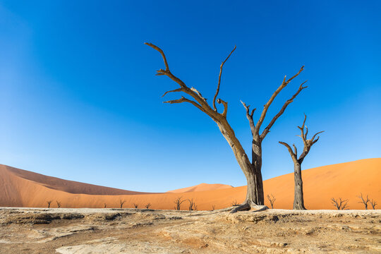 Dead camel thorn trees in Deadvlei desert under blue sky