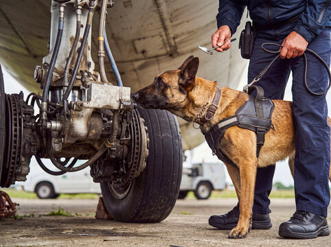 K9 security detection dog with handler inspecting aircraft landing gear for illicit materials at a busy airport.