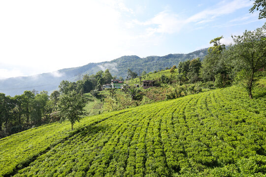 Tea Garden, Tea Plantation, Namchi Sikkim, India.