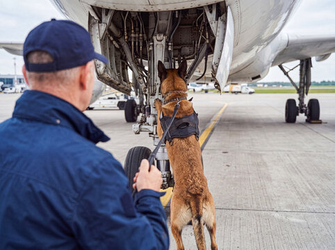 K9 detection dog actively sniffing for contraband in the landing gear bay of a passenger aircraft on a tarmac.