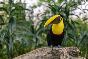 Obraz premium Chestnut-mandibled toucan perched on a log in tropical jungle