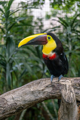 Obraz premium Black-mandibled toucan perched on branch in tropical foliage