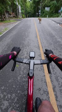 A cyclist's perspective on a scenic road, surrounded by lush greenery, showcasing an adventurous outdoor experience.