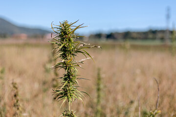 Fototapeta premium Cannabis hemp plant growing in a rural field on a sunny day