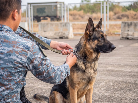 Military handler adjusting collar and leash of a focused German Shepherd working dog in outdoor setting.