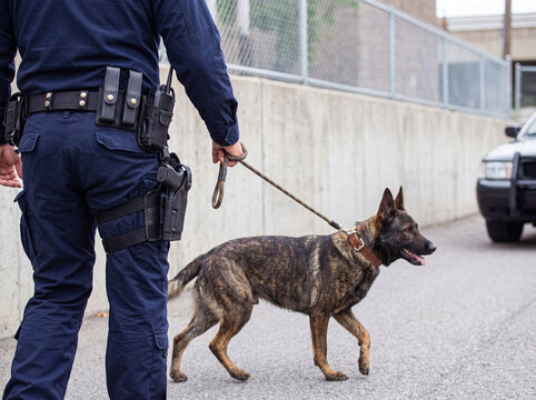 Rear view of a police officer walking a K9 unit Belgian Malinois on a leash during a patrol.